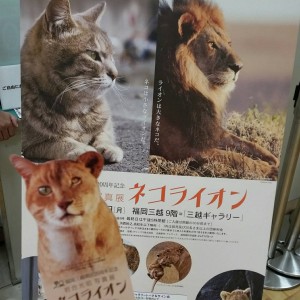 猫ライオン