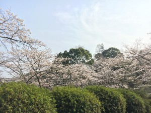 桜