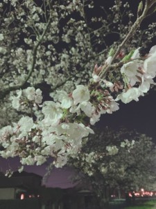 夜桜