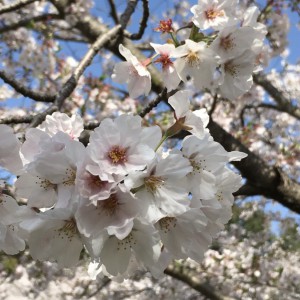 桜