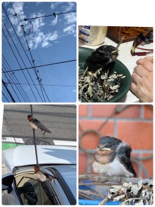 image1 - 2025-07-03T110010.755