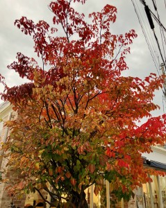 image0 - 2025-11-29T120718.500