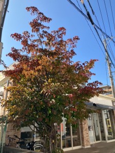 image2 - 2025-11-14T104300.146