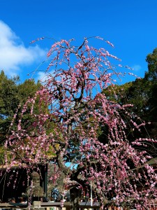 image0 - 2026-03-01T113936.406