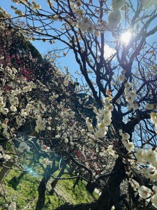 image2 - 2026-03-01T115403.935